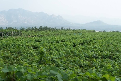 平度大澤山葡萄使用土壤養(yǎng)分檢測儀對土壤進(jìn)行檢測