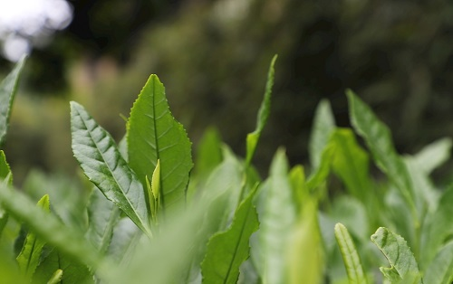 茶葉大國應用，土壤養(yǎng)分檢測儀可以對茶葉合理施肥有何等指導作用？