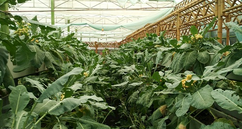 大棚土壤鹽漬化會對蔬菜種植（根、葉、果）帶來哪些危害？